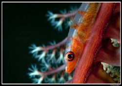 goby supermacro uncropped...(60mm lens +2 teleconverter +... by Dray Van Beeck 